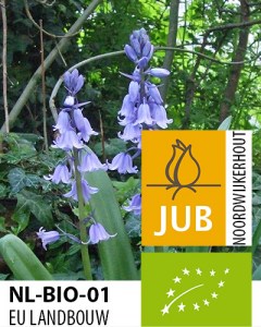 BIO Hyacinthoides hispanica Blauw